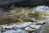 Puff-throated Babbler